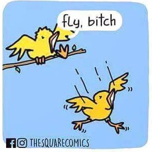 fly.jpg